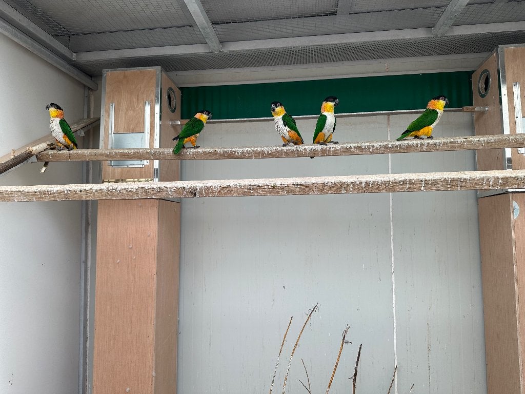 Zwartkop Caiques