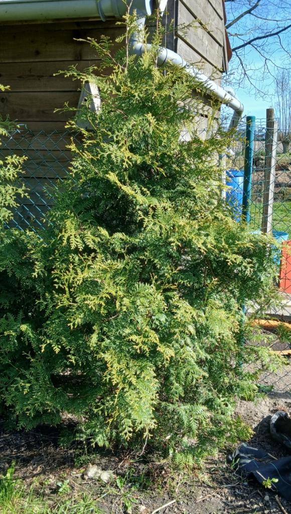 coniferen 7 stuks - 2 meter, Tuin en Terras, Ophalen, Conifeer, Haag, 100 tot 250 cm