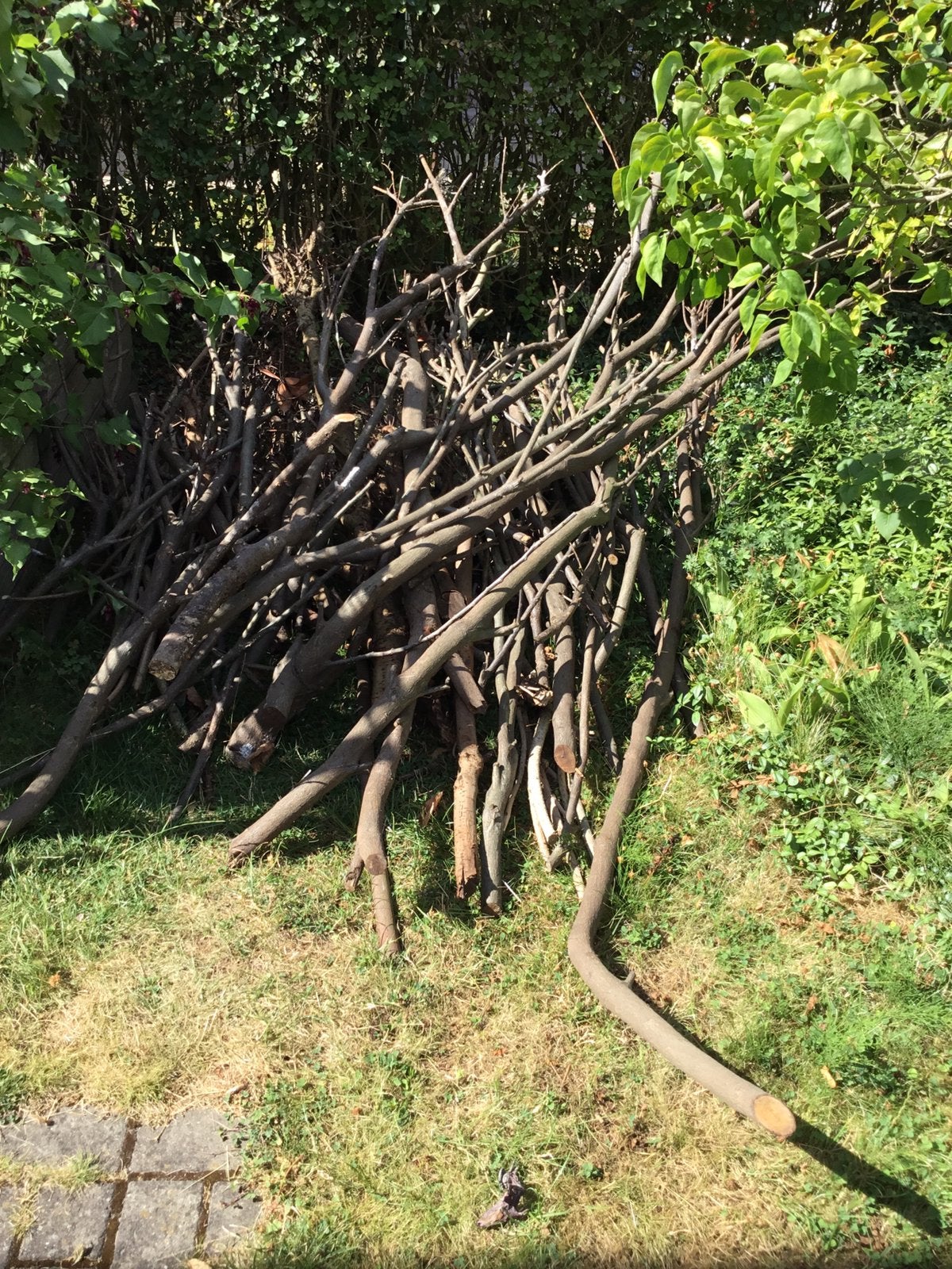 Collecte de bois gratuite à Vilvorde, Enlèvement, Branches