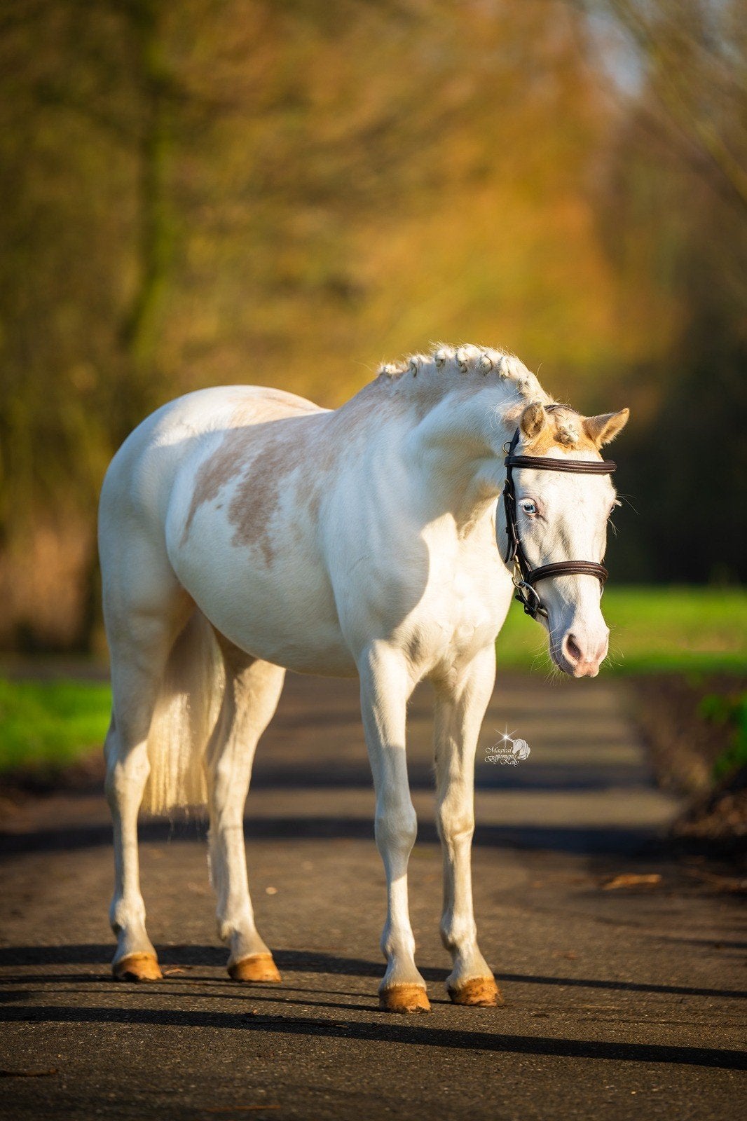super betrouwebare kinderpony met kwaliteit, Poney B (1.17 m à 1.27 m), Avec pedigree, L, Poney de saut