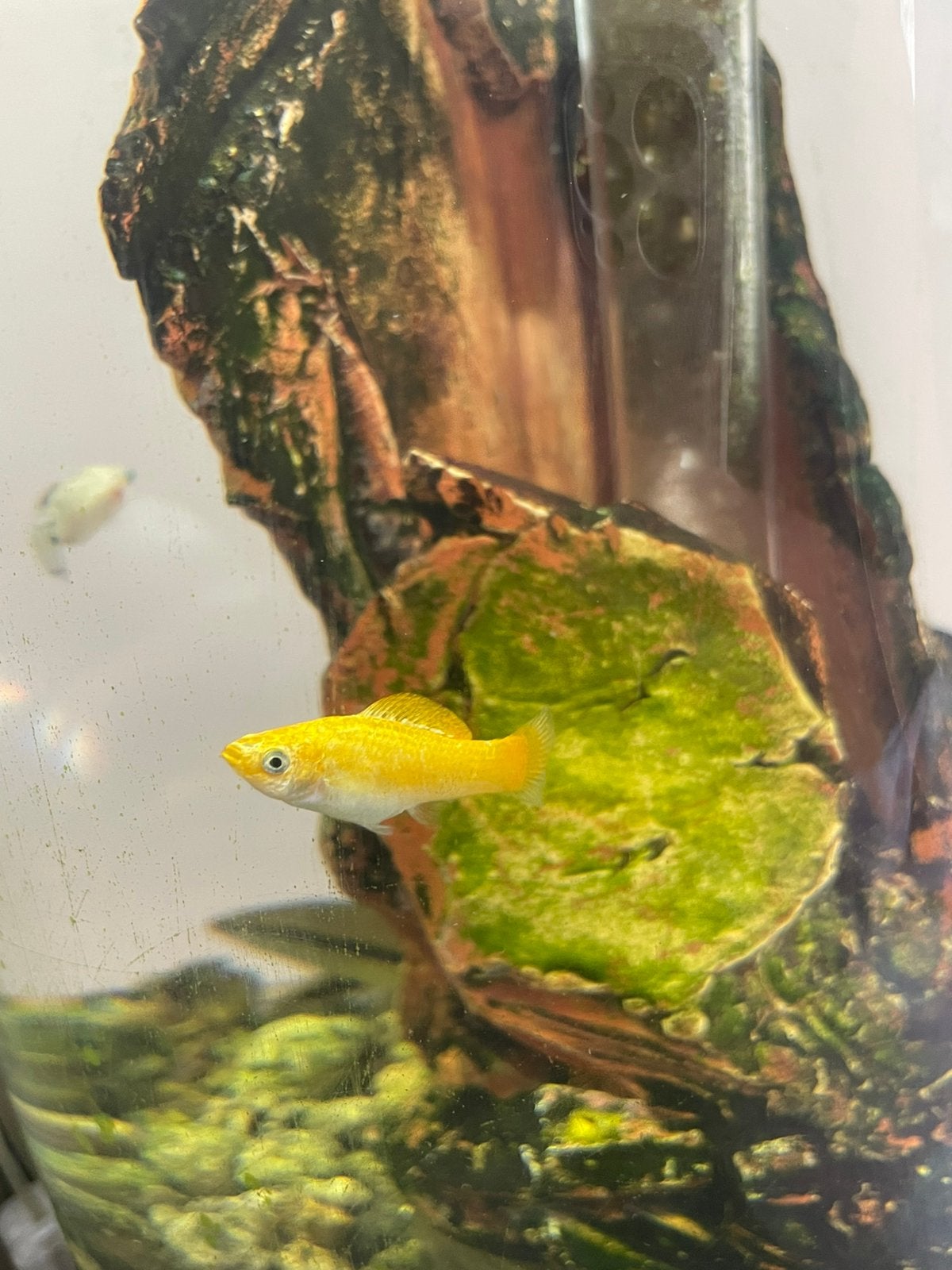 Aquarium vissen - GRATIS!, Dieren en Toebehoren, Vis, Zoetwatervis