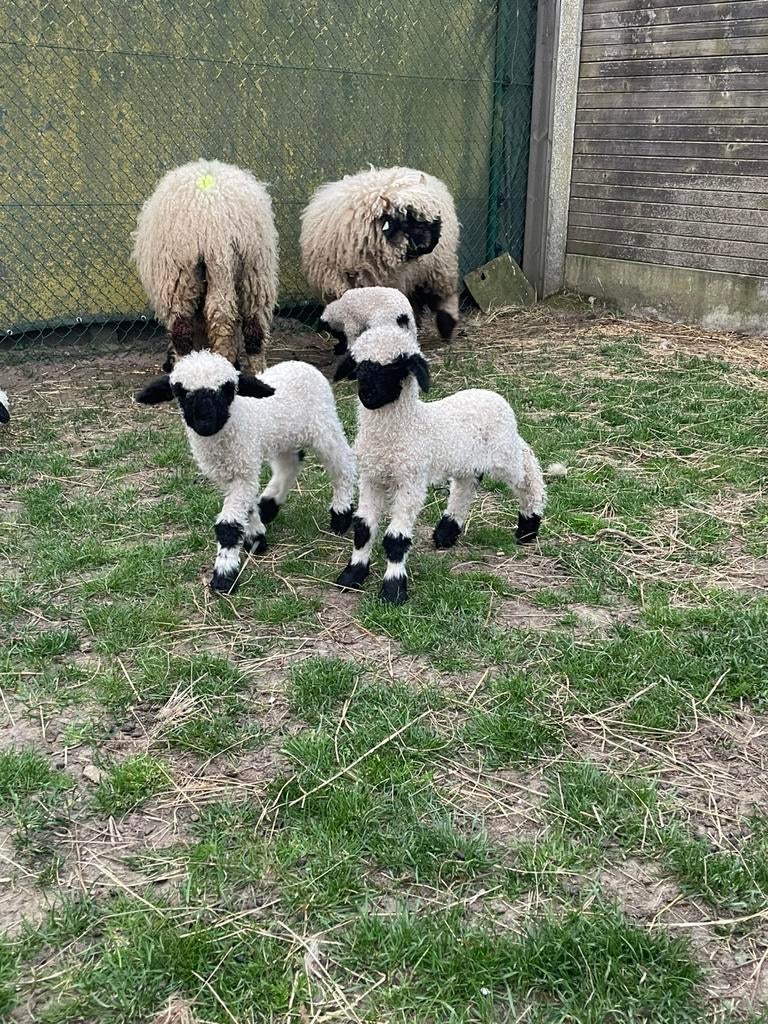 Walliser zwartneusschaap , ooi met lammeren, Femelle, Mouton, 0 à 2 ans