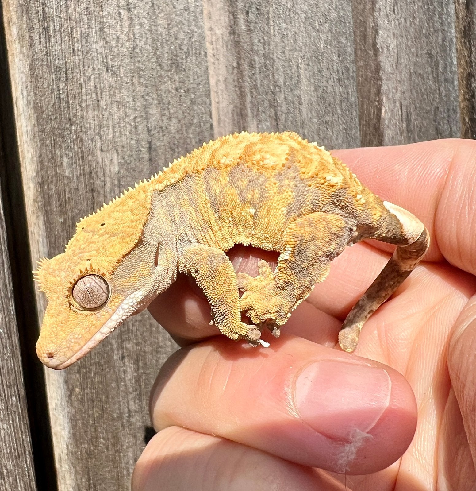 Wimpergekko 2026 eigen kweek, Dieren en Toebehoren