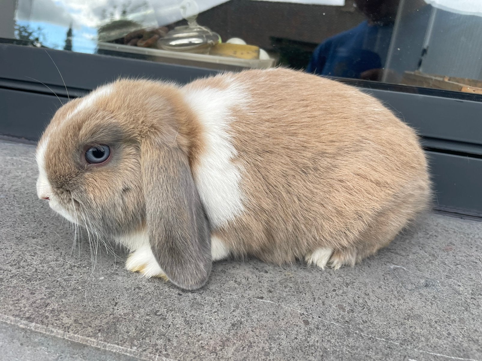 Minilop konijntje, Dieren en Toebehoren