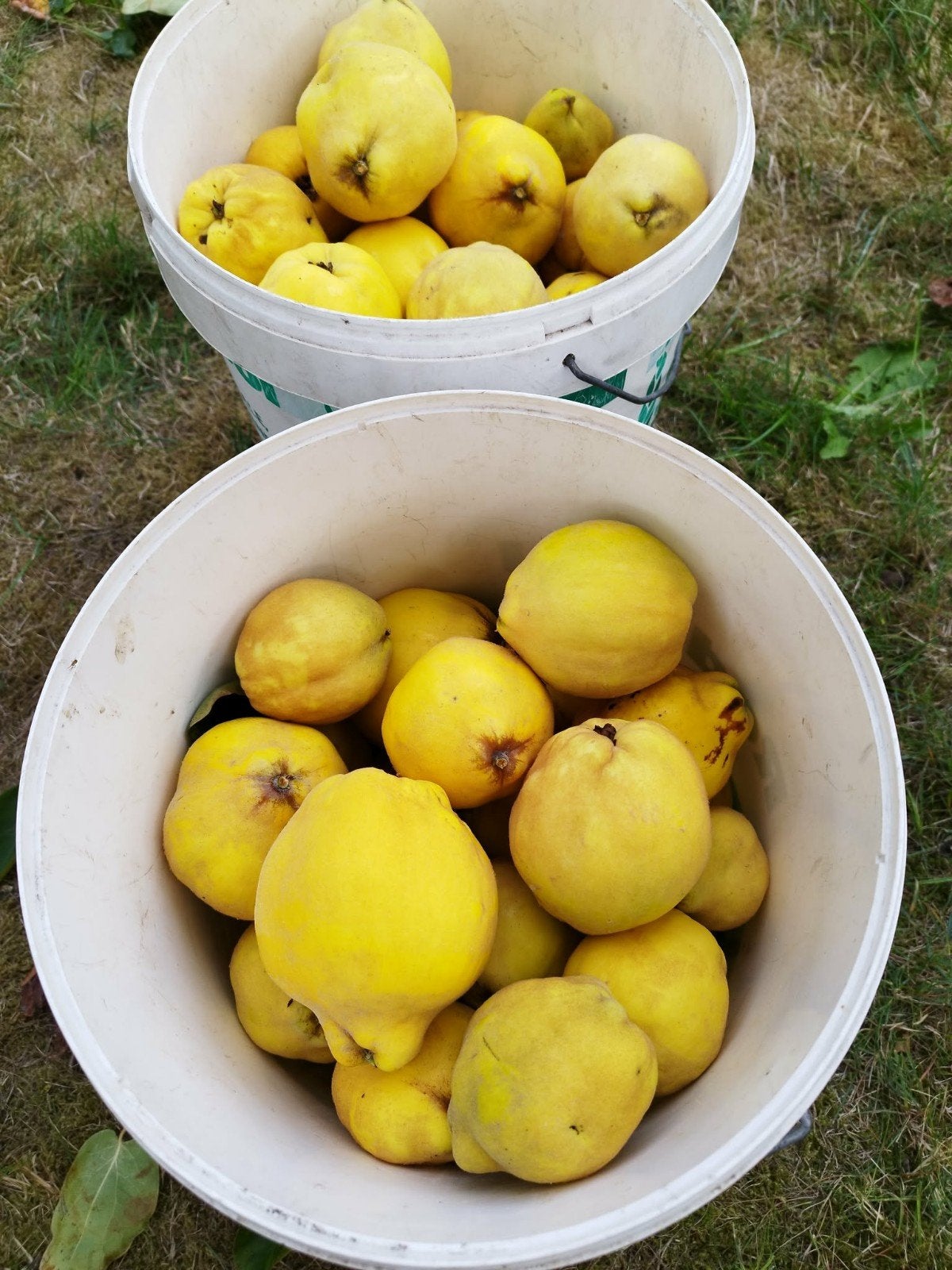 Laatste mooie bio kweeperen aan 0,75€/kg, Ophalen