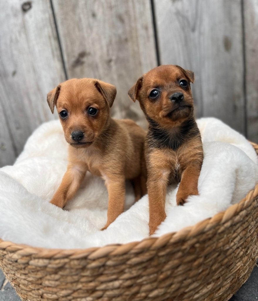 Superbes chiots pinscher miniatures, Autres races, Plusieurs, Hépatite contagieuse (maladie de Rubarth), Belgique
