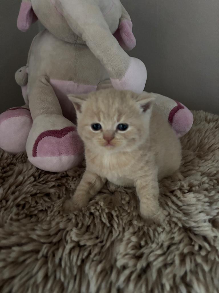 Brits korthaar kittens ️, Meerdere dieren, Gechipt, 0 tot 2 jaar