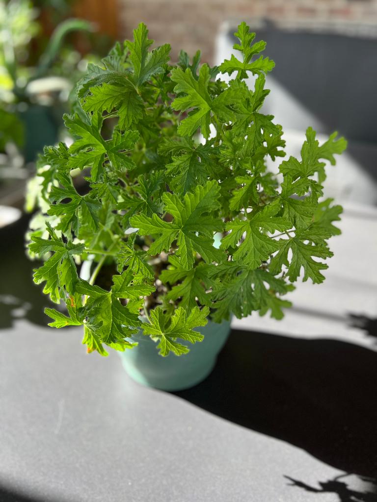 Verschillende Plantjes, Tuin en Terras, Planten | Tuinplanten, Ophalen