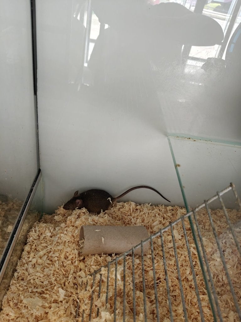 Kleurmuis, Dieren en Toebehoren, Juni, Muis, Meerdere dieren, Tam