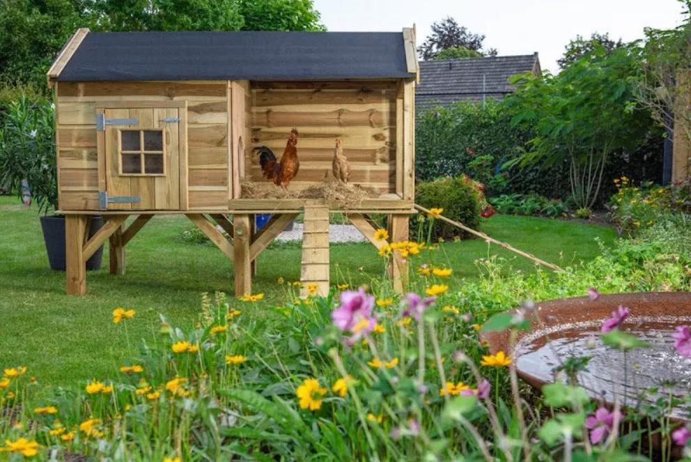 Dierenverblijf Dennis, Dieren en Toebehoren, Ophalen of Verzenden, Nieuw, Kippenhok of Kippenren