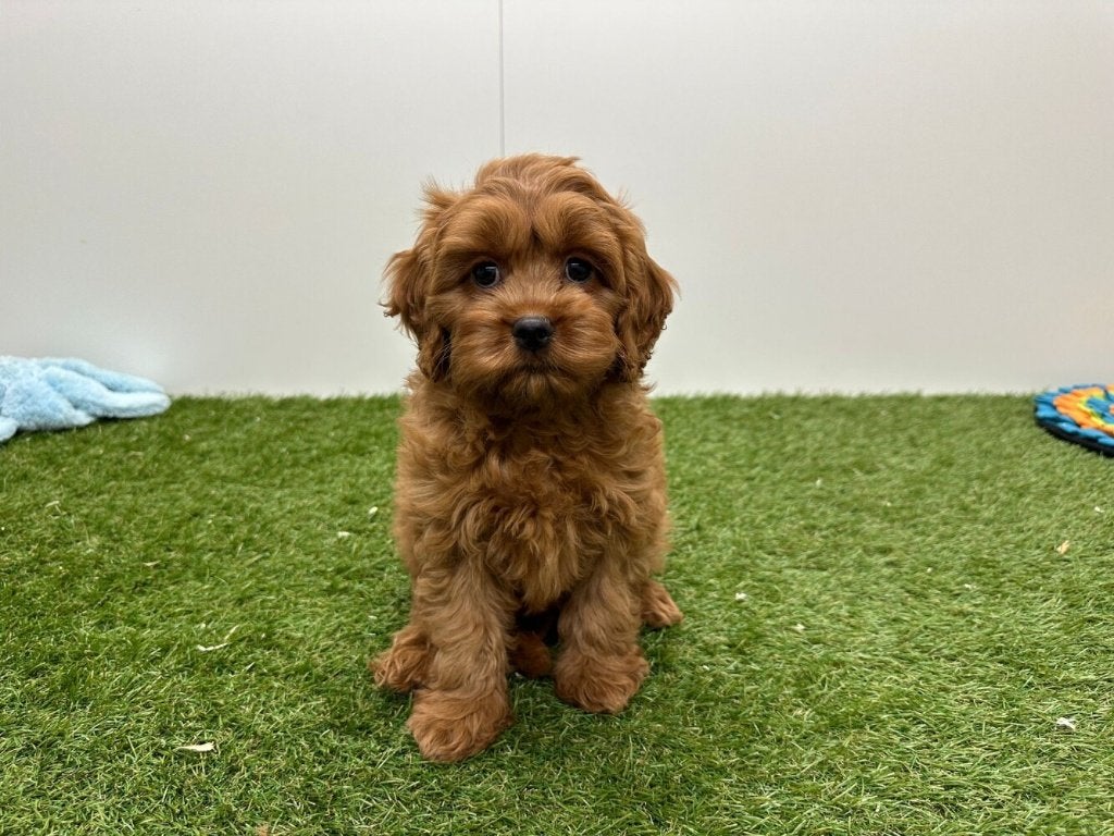 Chiots Cavapoo (F1), Animaux & Accessoires, Chiens | Sans pedigree, Hépatite contagieuse (maladie de Rubarth), Plusieurs, Belgique