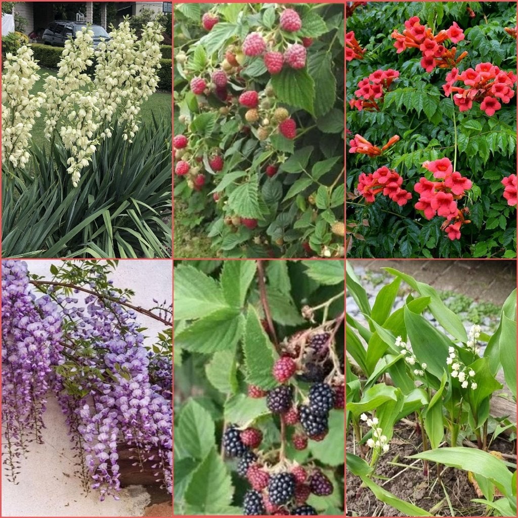 Vaste meerjarige tuinplanten UITVERKOOP 1€ per één soort, Ophalen of Verzenden, Vaste plant
