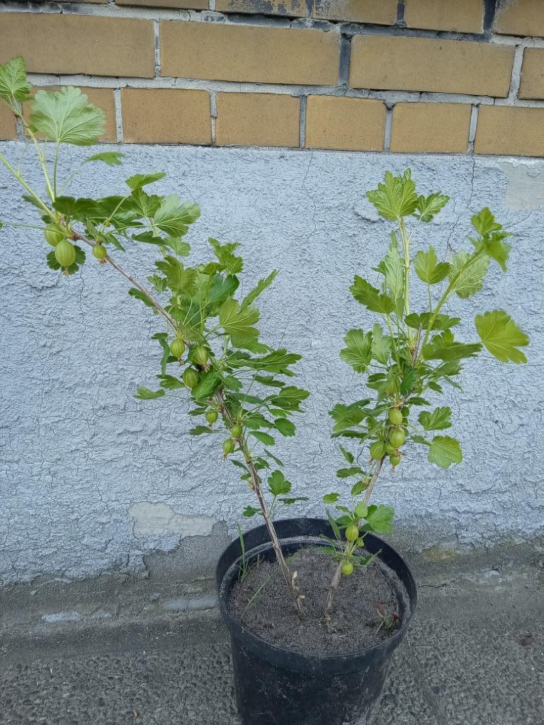 kruisbes, Tuin en Terras, Ophalen, Vaste plant, Fruitplanten