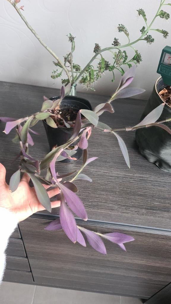 tradescantia pallida, Huis en Inrichting, Kamerplanten, Overige soorten, Minder dan 100 cm, Bloeiende kamerplant, Halfschaduw