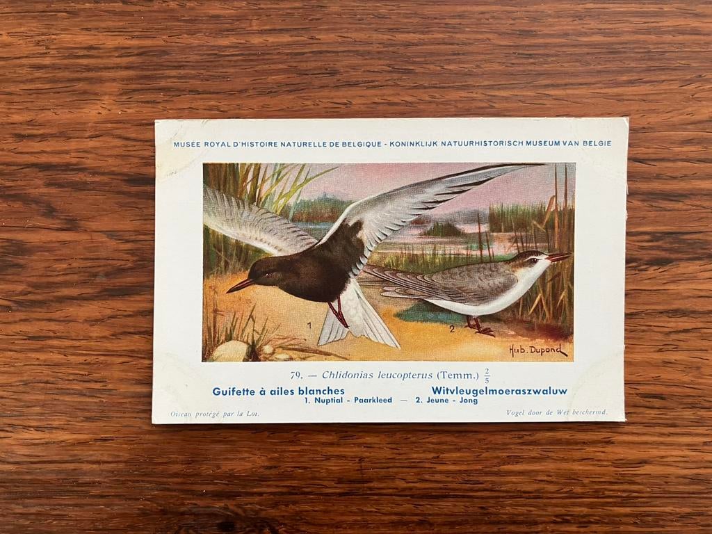 Vogels der Belgische Fauna Nr. 79 witvleugelmoeraszwaluw, Verzamelen, Ophalen of Verzenden, 1940 tot 1960, Ongelopen, Vogel