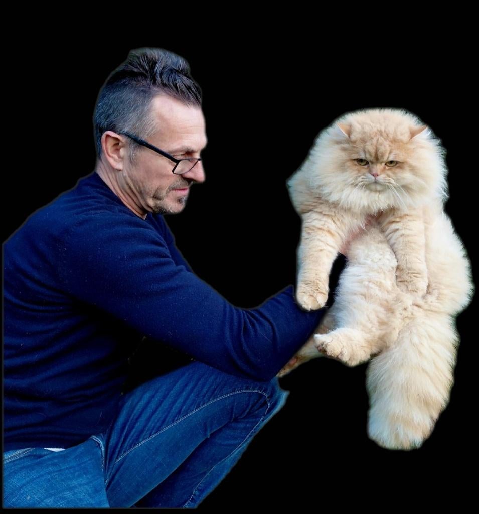 Brits langhaar dekkater. (Niet te koop), Dieren en Toebehoren, Katten en Kittens | Raskatten | Langhaar, Kater