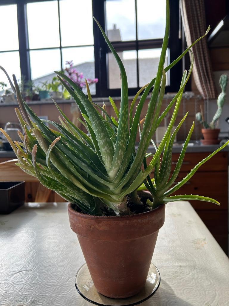 Aloe vera, Huis en Inrichting, Kamerplanten, Vetplant, Ophalen of Verzenden, In pot, Minder dan 100 cm