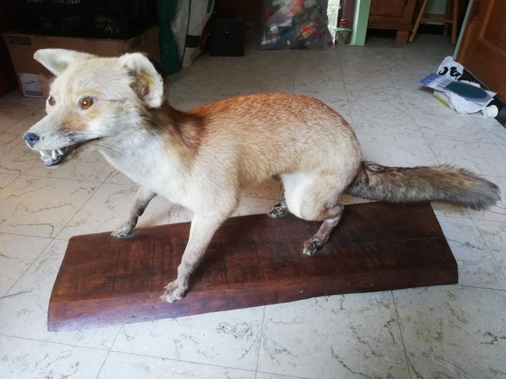 Très beau renard empaillé, Collections, Enlèvement