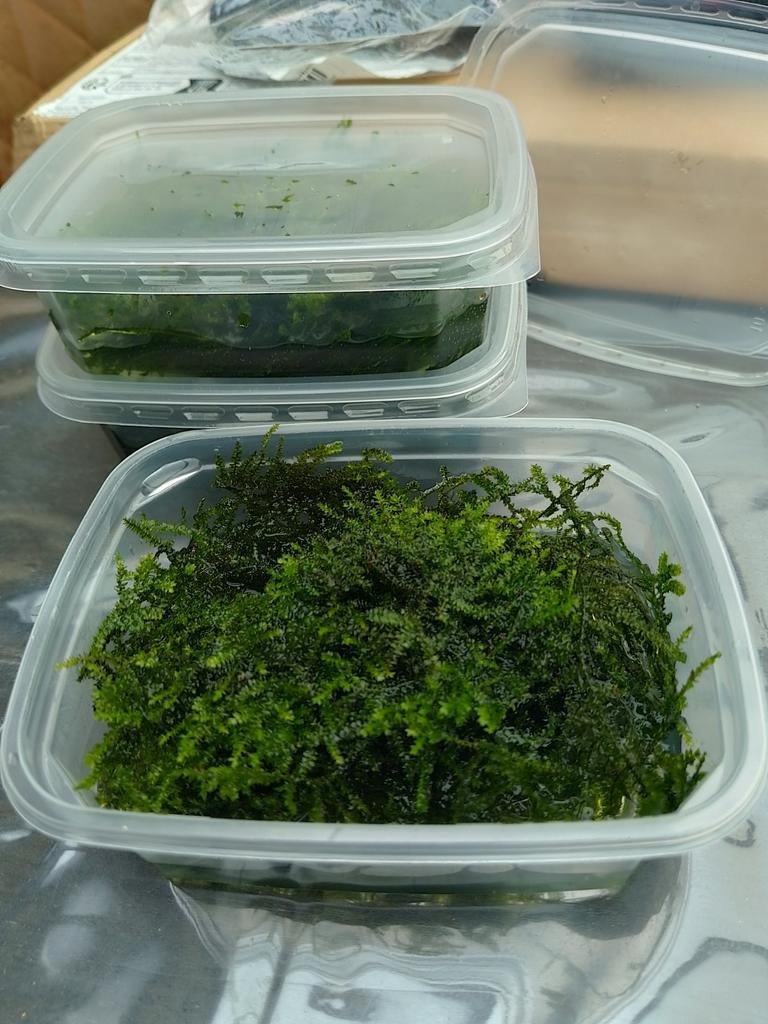 Aquariumplant Javamos, Ophalen
