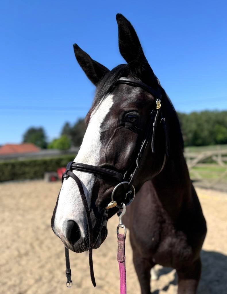 4 jarige merrie van D'aganix 2000 Z, Dieren en Toebehoren, Paarden, Merrie, Z