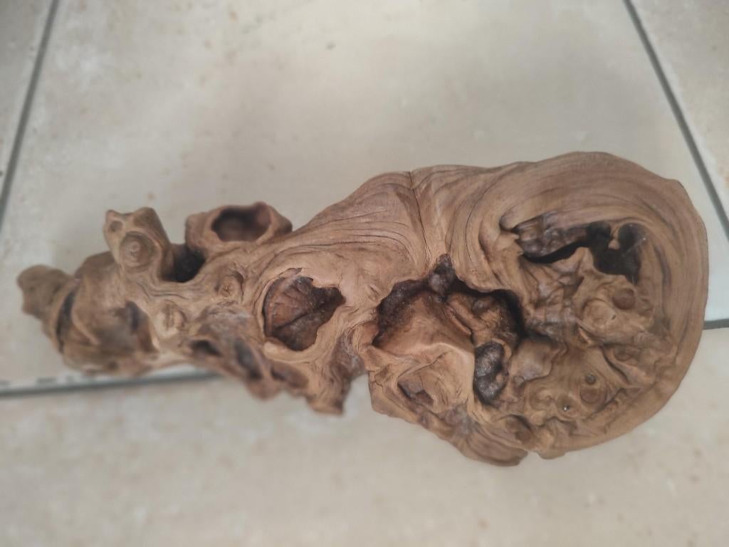 Bois pour Aquariophilie et terrarium, Animaux & Accessoires, Enlèvement, Comme neuf, Plante(s), Pierre ou Bois