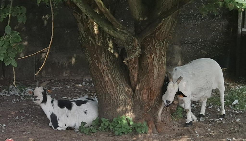 Op zoek naar huis te huur, Immo, Op zoek naar een huis