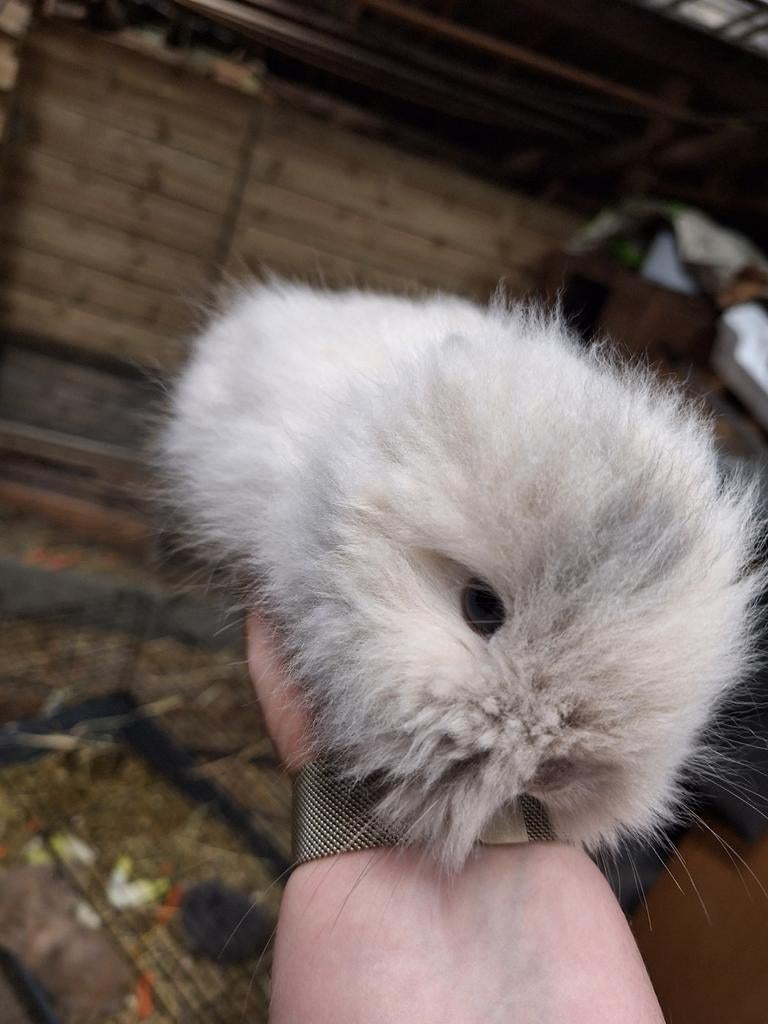 Teddy dwerg konijnen, Plusieurs animaux, Nain