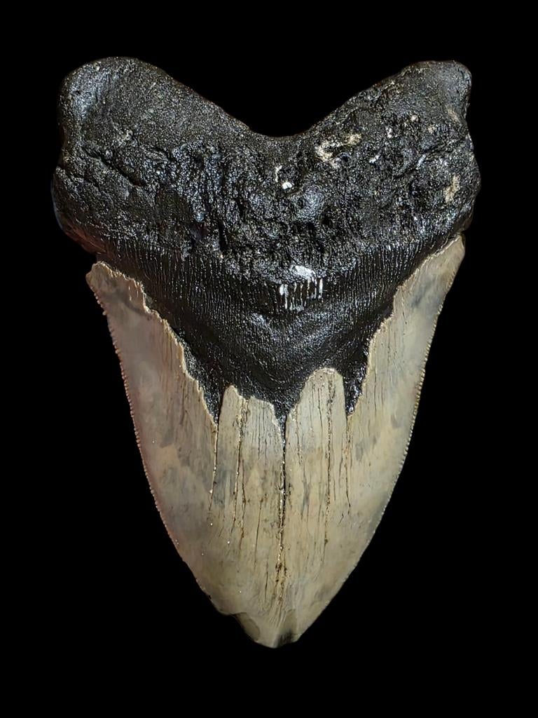 Carcharodon megalodon tand 5,12 " / 13,01 cm., Verzamelen, Ophalen of Verzenden, Fossiel