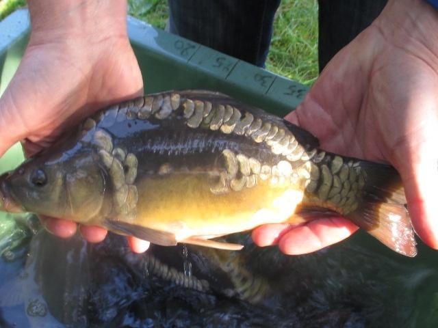 spiegelkarpers van 35/50 cm vanaf slechts 15 €/st., Dieren en Toebehoren, Vissen | Vijvervissen, Karper of Koi