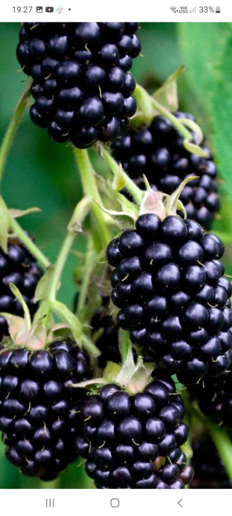 Doornloze braam, Tuin en Terras, Planten | Struiken en Hagen, Ophalen