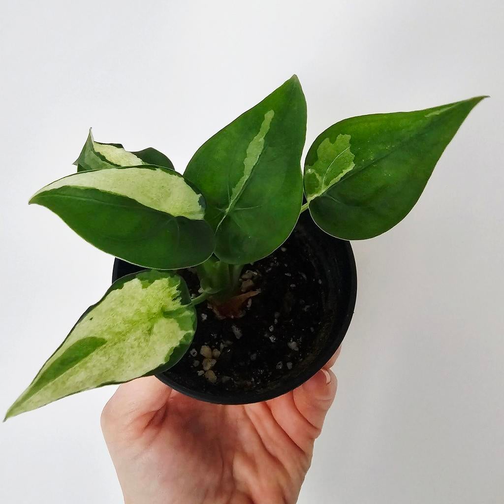 Alocasia cucullata variegata, Enlèvement