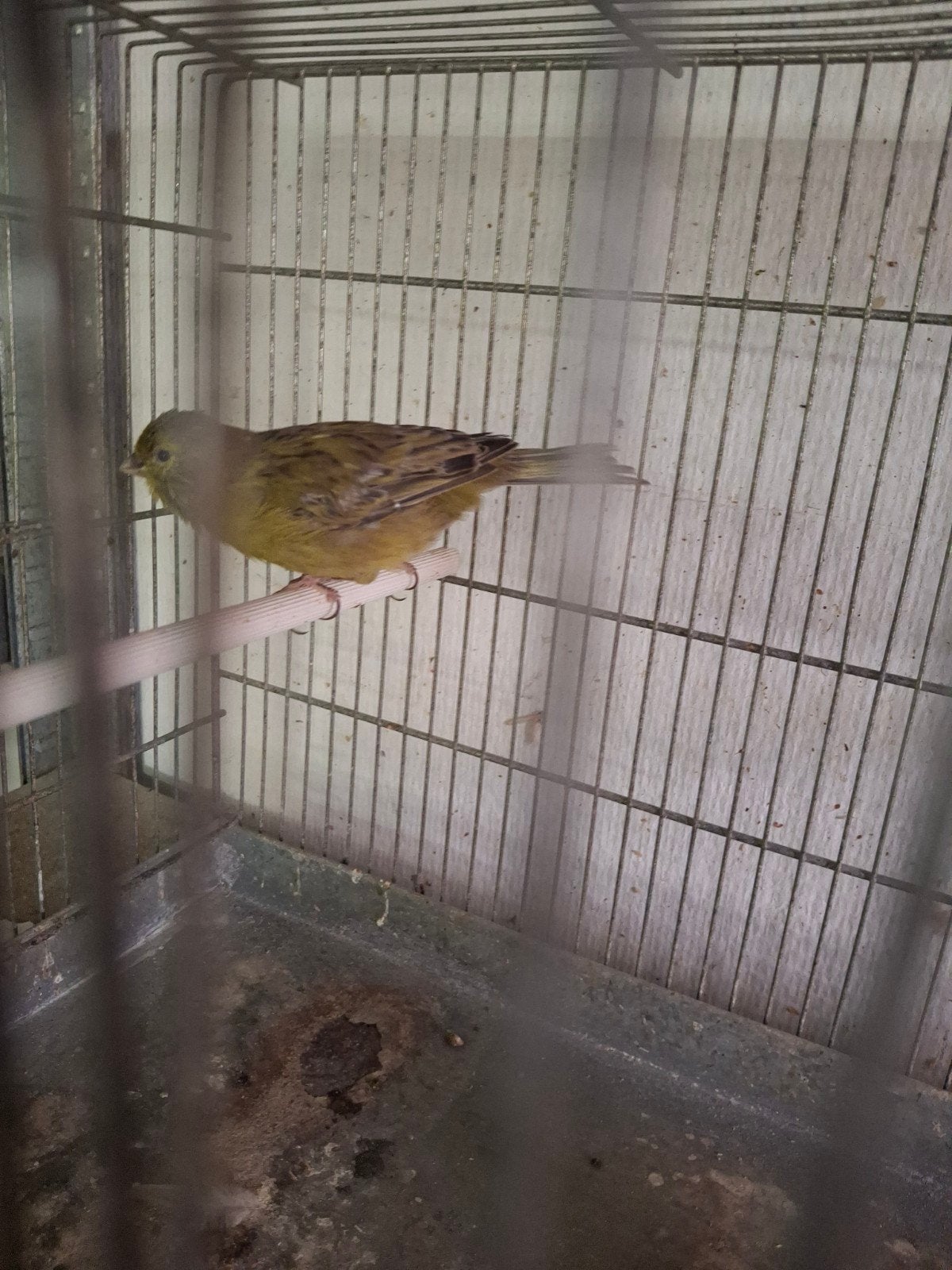 mooi koppel grijsvleugels te koop, Dieren en Toebehoren, Vogels | Kanaries, Meerdere dieren, Kleurkanarie