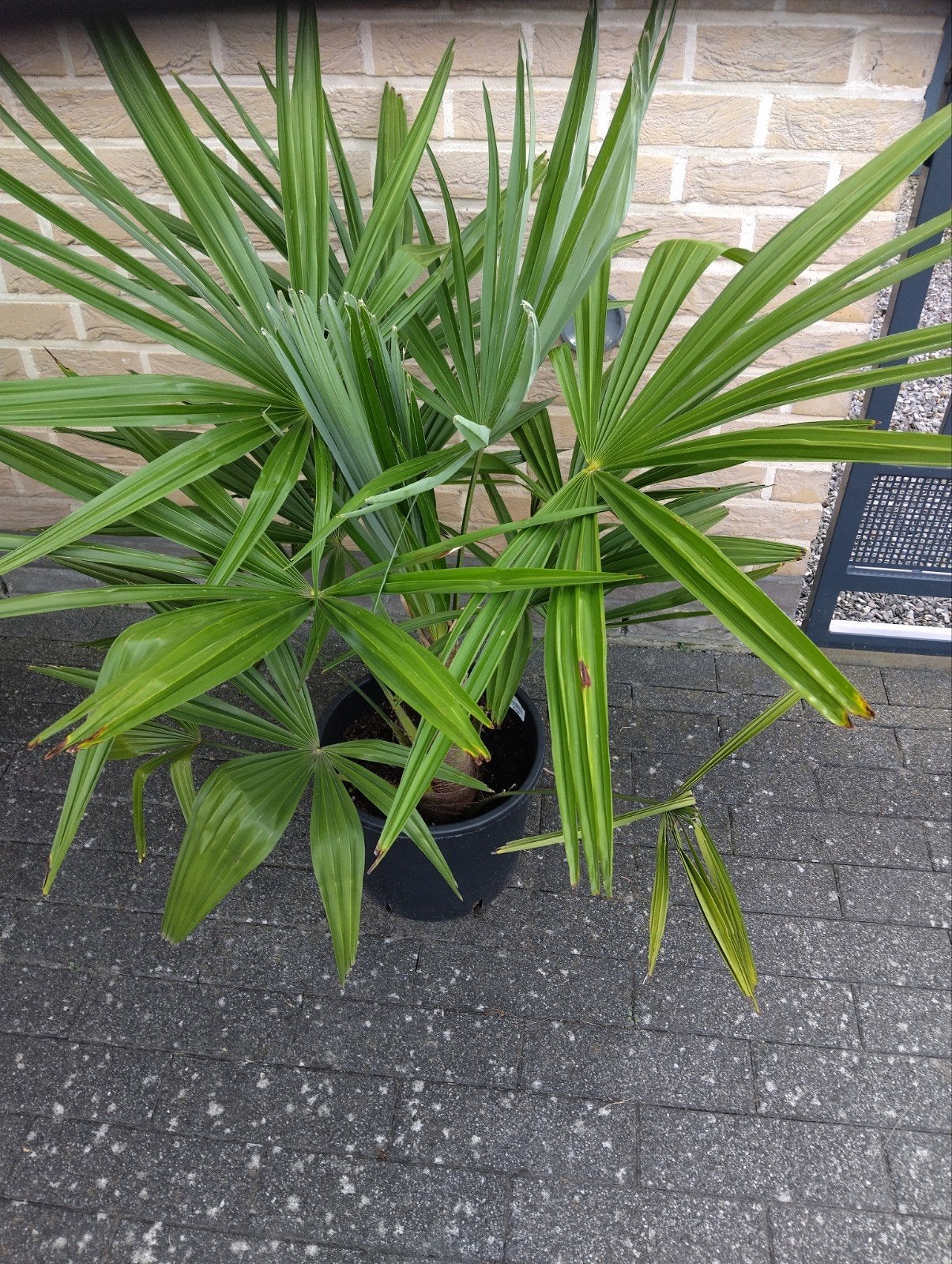 palmboom, Tuin en Terras, Ophalen