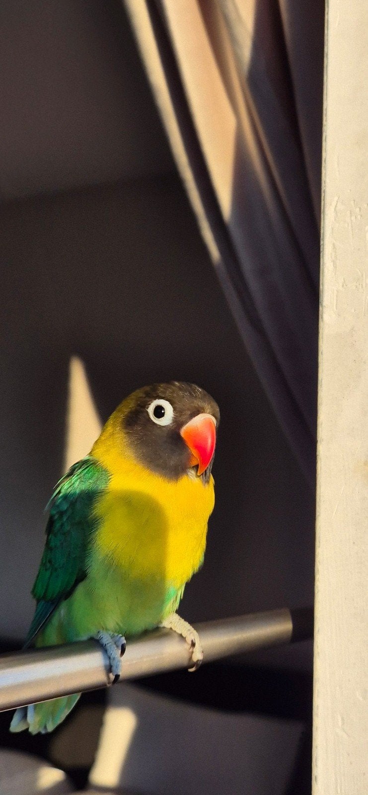 Magnifique support pour cage à oiseaux + magnifique tourter