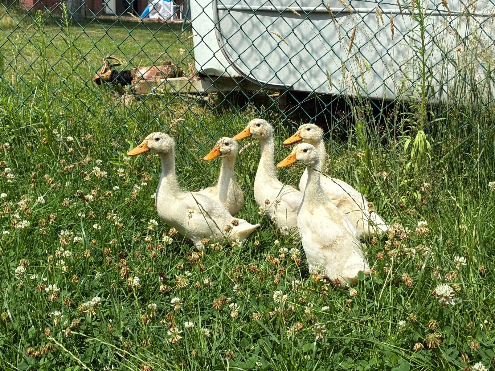3 jonge witte eenden, Dieren en Toebehoren, Meerdere dieren, Eend