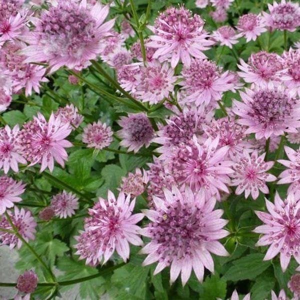 astrantia   roma   in pot   een 30 tal, Tuin en Terras, Ophalen, Vaste plant