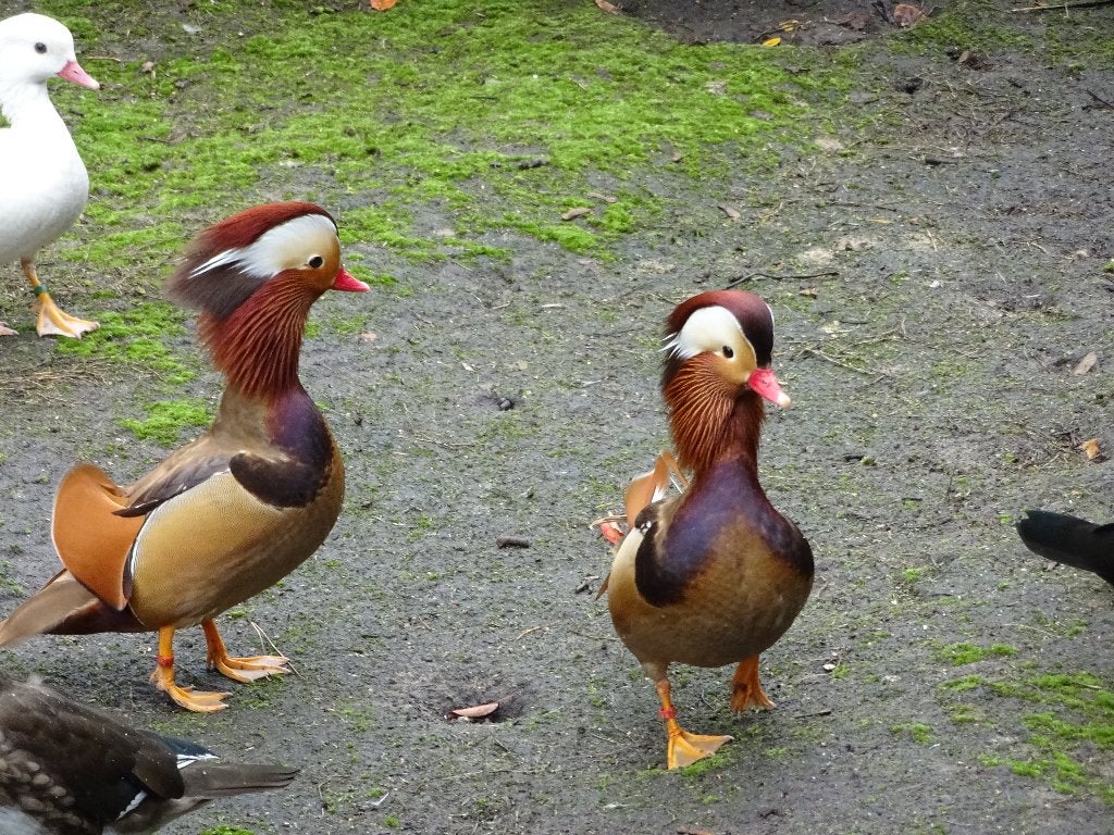 Rode mandarijneenden, Dieren en Toebehoren, Pluimvee, Meerdere dieren, Eend