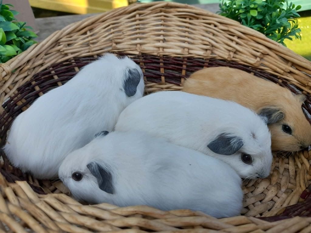 verschillende cavia's zeugjes en beertjes, Dieren en Toebehoren, Knaagdieren, Juni, Meerdere dieren, Cavia