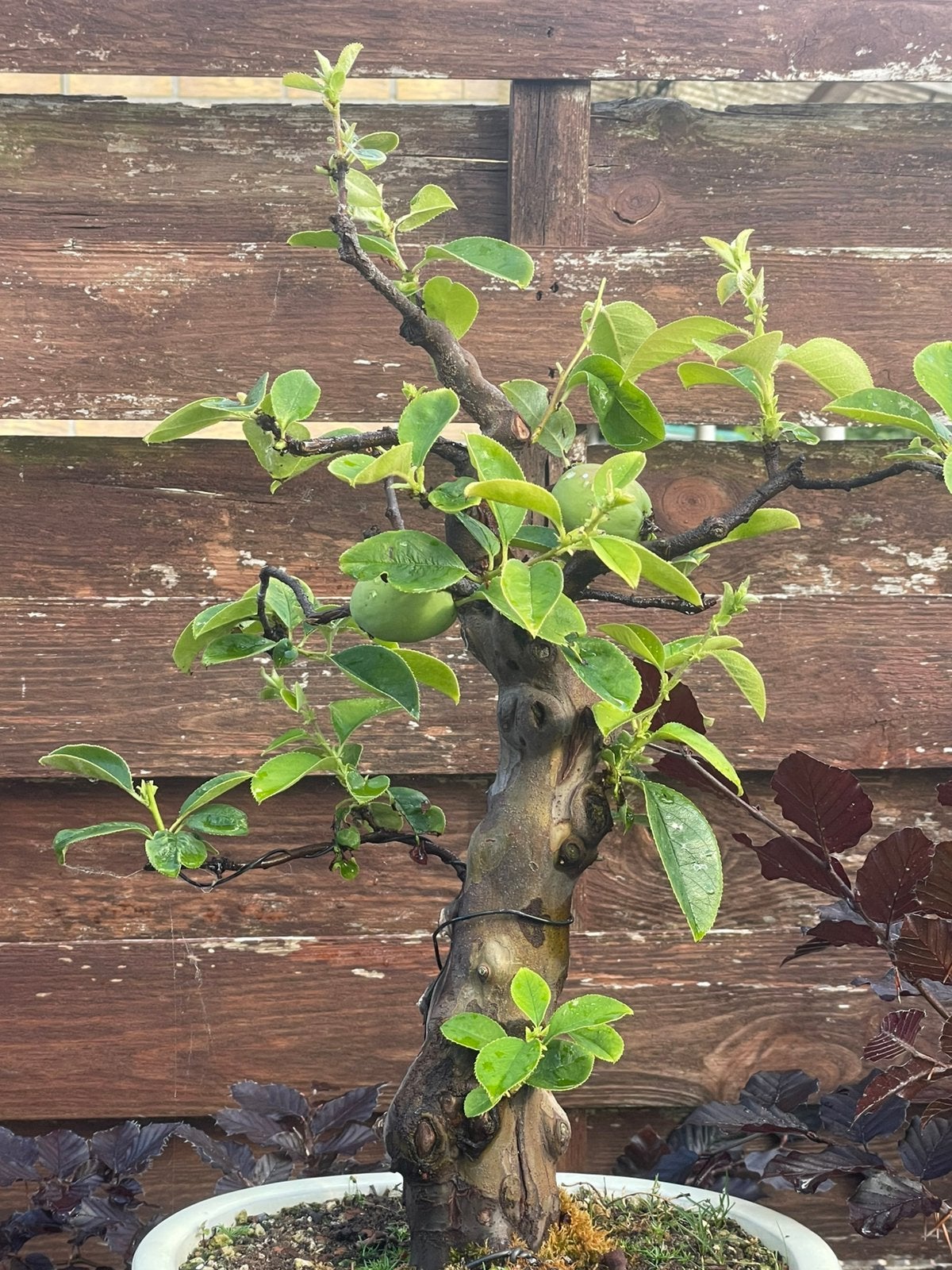 Bonsai pseudocidonia sinensis, Ophalen