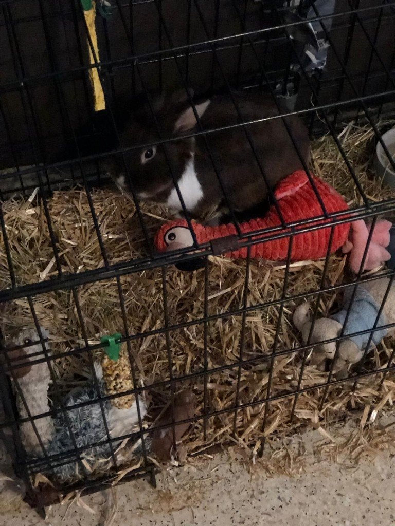 Mooi, lief konijntje met hok te koop, Mâle, Petit, 3 à 5 ans