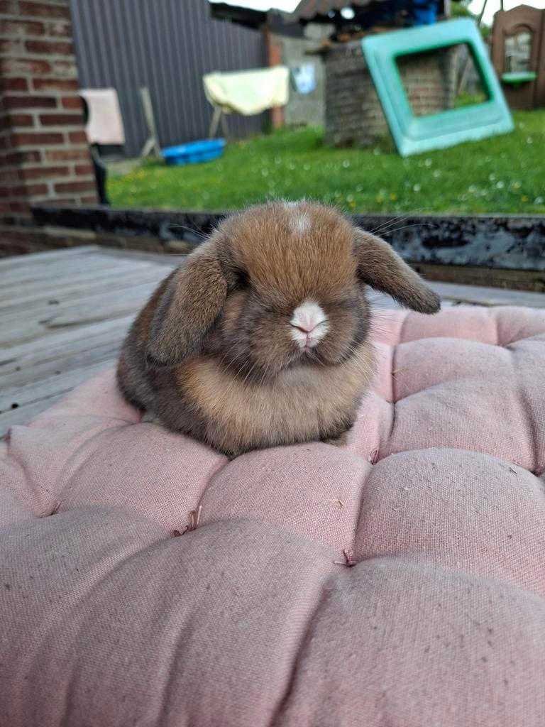 Raszuiver 100%  minilop.TOPPER ram maanoog, Dieren en Toebehoren, Konijnen