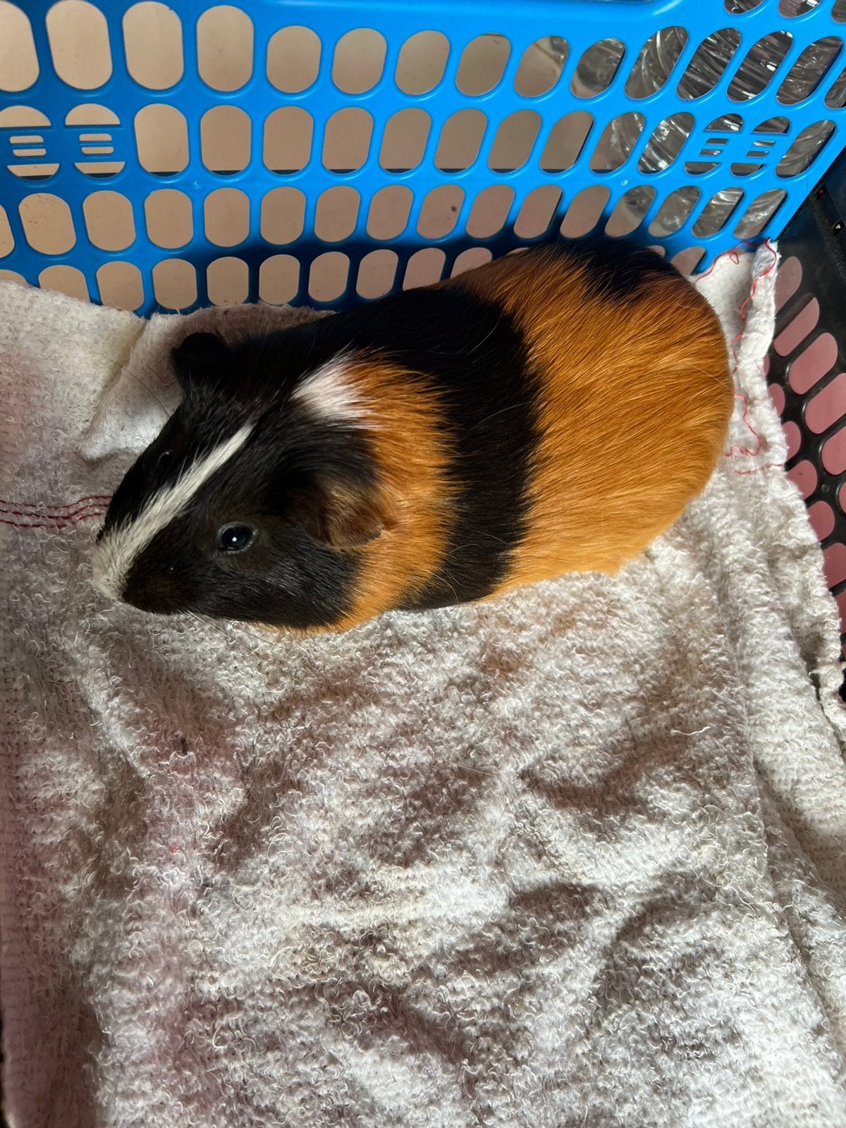 Cavia beertje, Dieren en Toebehoren, Cavia, Mannelijk, Januari, Tam