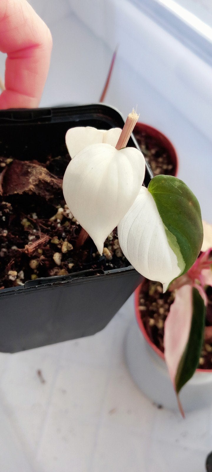 Philodendron micans albo variegata, Enlèvement