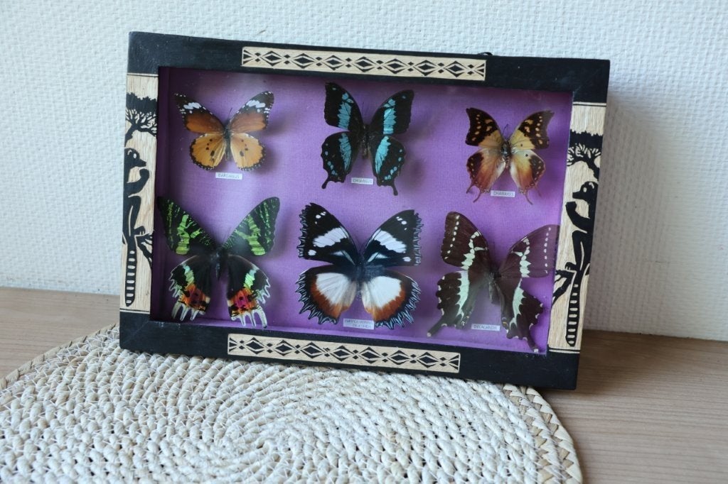 Taxidermie opgezette vlinders, Ophalen of Verzenden, Gebruikt, Opgezet dier