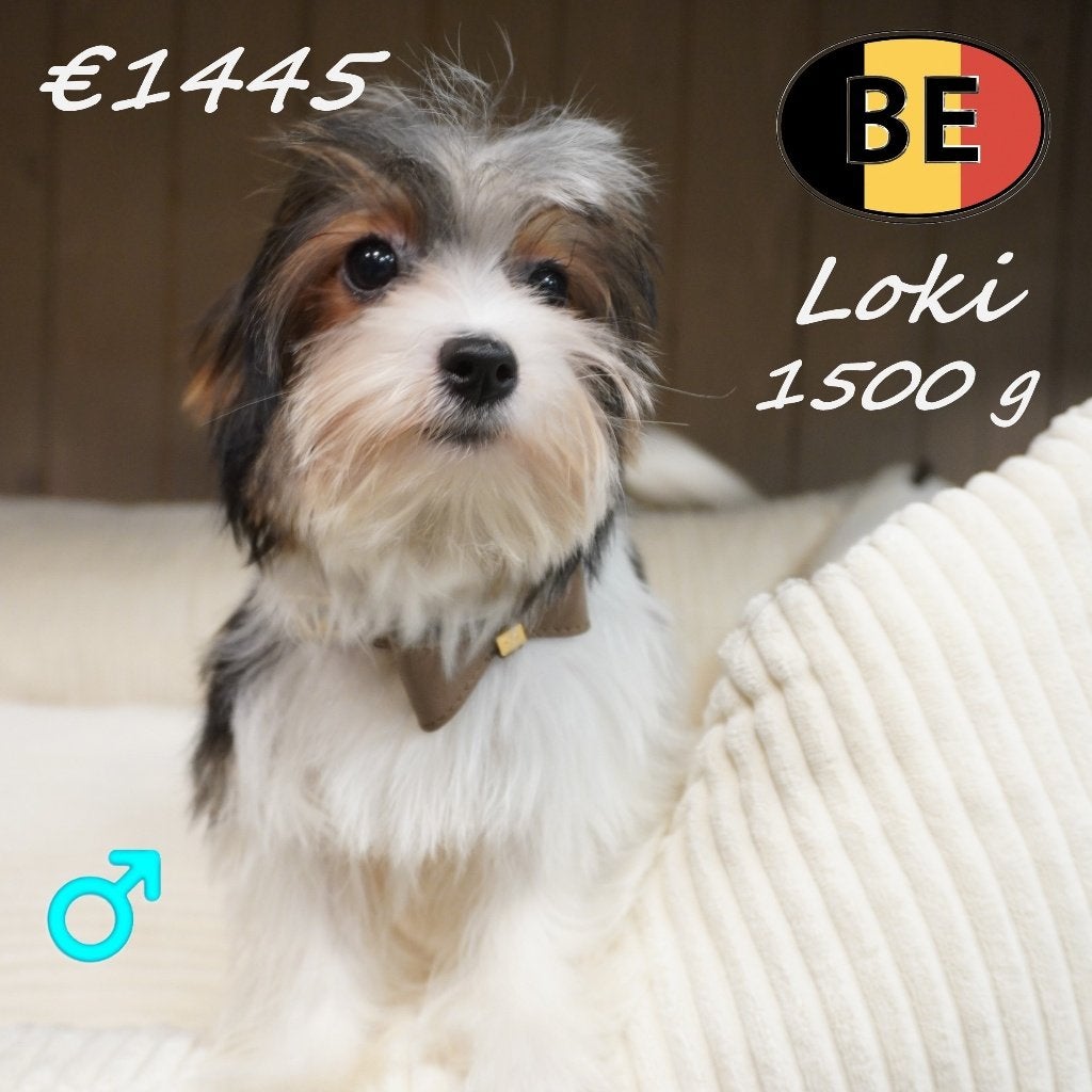 Jake, Loki, Jules & Beau — Biewer Yorkshire à vendre, 15 semaines à 1 an, Commerçant, Yorkshire Terrier, Maladie de Carré (chiens)