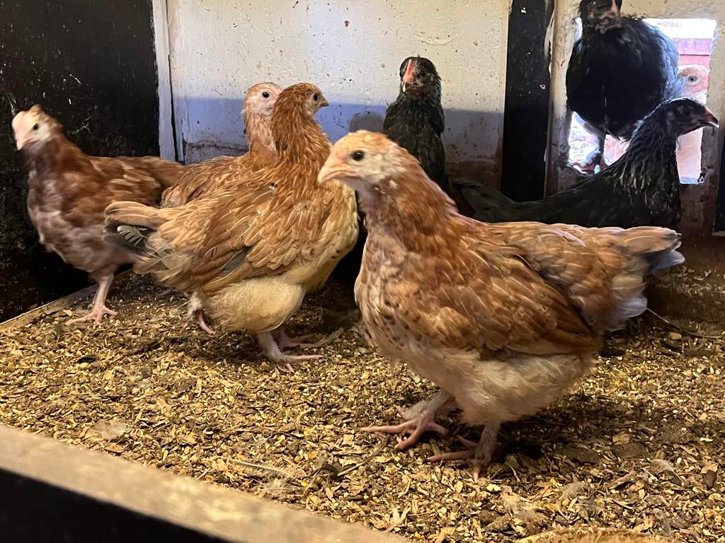 Marans hennen tarwe, Dieren en Toebehoren, Pluimvee