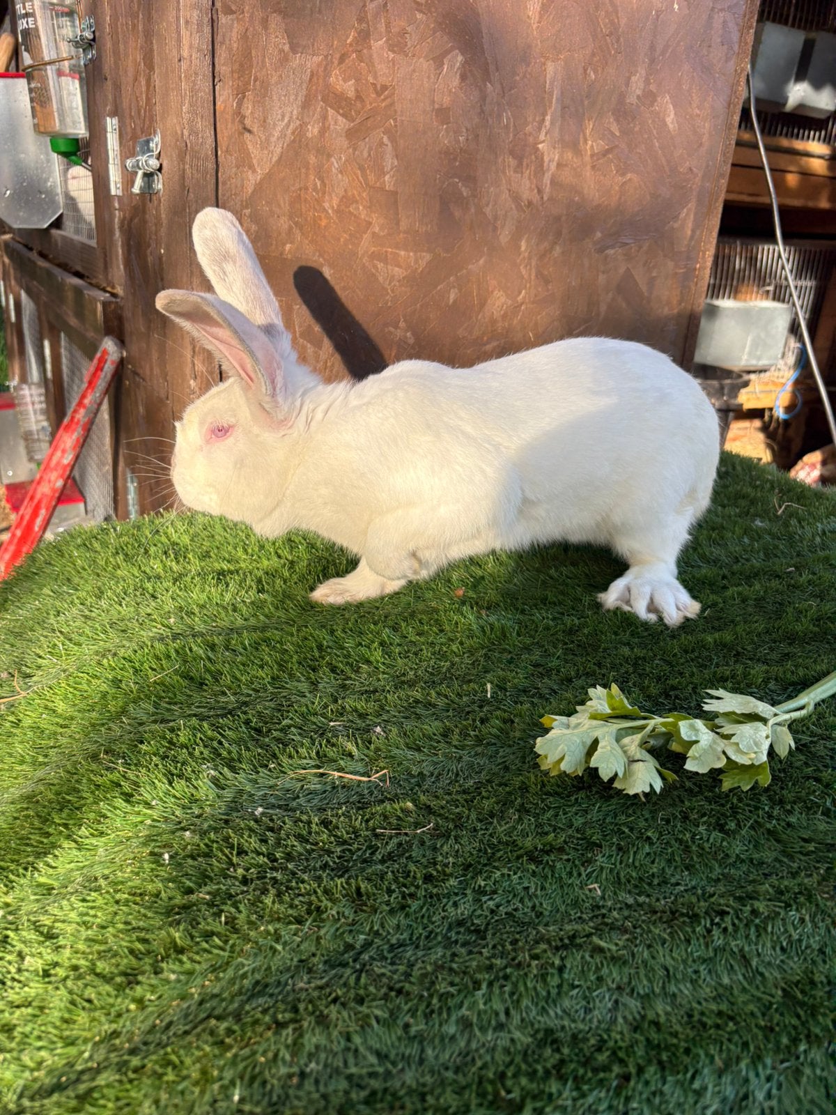 Mooie witte ram te koop, Dieren en Toebehoren