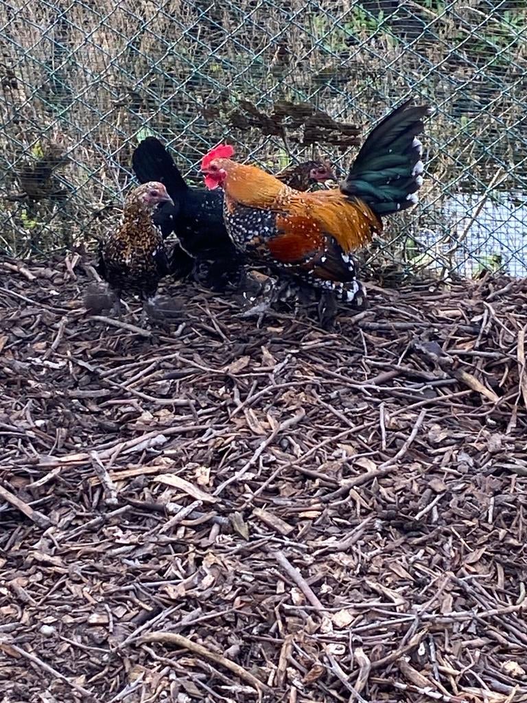 Broedeieren van sabelpoot, Dieren en Toebehoren, Pluimvee