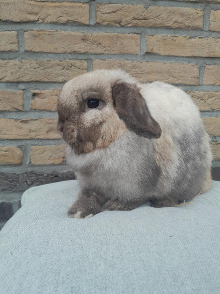 Minilop voedster, Animaux & Accessoires, Lapins, Nain, Femelle, 0 à 2 ans, Oreilles tombantes