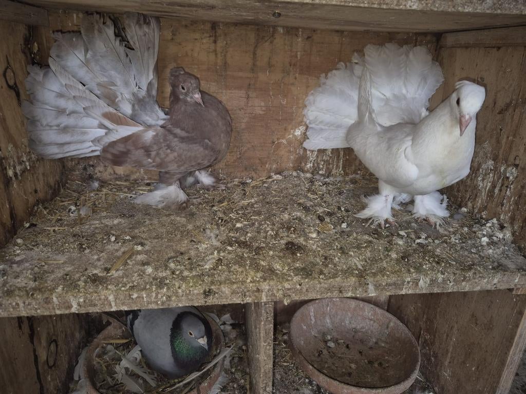 Indishe pauwstaarten jonge kopel, Dieren en Toebehoren